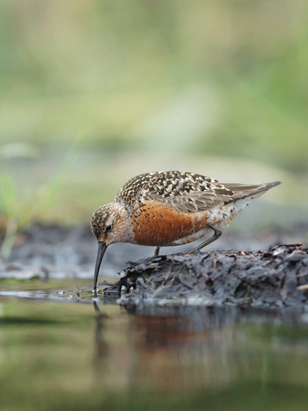Kuovisirri, Curlew Sandpiper, Calidris ferruginea